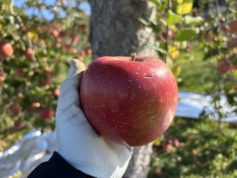 長野県産　サンふじ　　　特価！　ご家庭用　5キロ箱　11玉~14玉