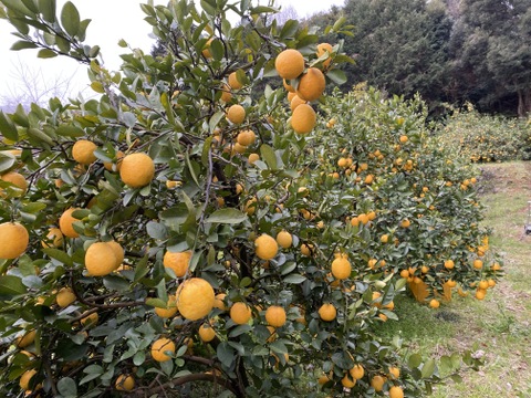 まぼろしの柑橘   『レモネード』　2kg   数量限定