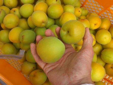 生梅　早い者勝ち【自然栽培　梅干し用梅　梅酒用　など２キロ】これで最後です！