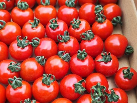 【夏ギフト】濃厚な旨み！おおぶりミニトマト『階上のしずく』2キロ（1㌔×2）