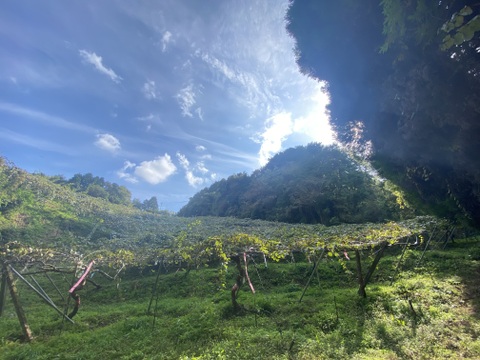【毎日のフルーツに】福岡県八女産アップルキウイ 約6kg｜５５個以上｜ご家庭に一番おすすめ｜ 食べやすいサイズ中心（約111〜145g）｜農薬・化学肥料不使用