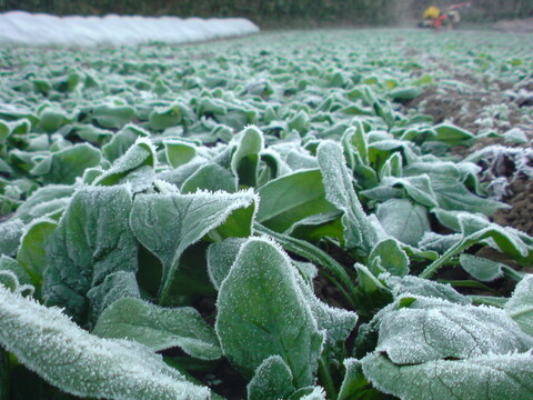 寒さが育んだ『人参』や『ホウレンソウ』等が入った野菜セット　農薬・化学肥料不使用栽培