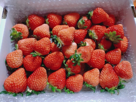 【お祝いセール】
ばら詰めいちごBOX！