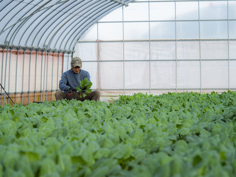 石井食品おまけ付【TV紹介で大好評】【ミシュラン星獲得レストランで採用】おいしさで、ケールに革命を。【機能性表示食品】ソフトケールGABA（500g）静岡県磐田市産