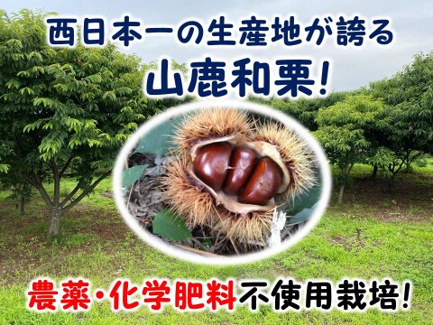 【先行予約】甘さ凝縮！山鹿和栗（３ｋｇ箱入り）