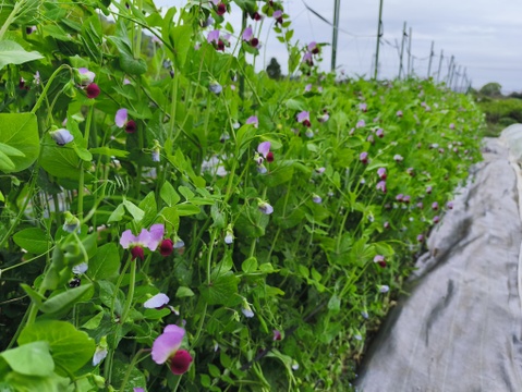 採りたて直送！！絹さや＆スナップエンドウ500g