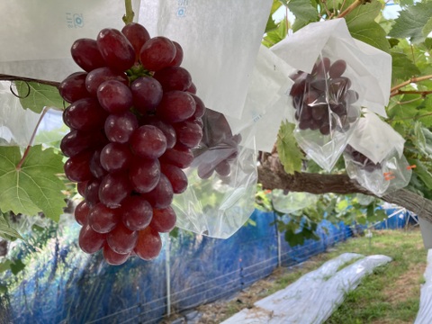無添加！ぶどう農家がつくる枝付きクイーンセブンの干し葡萄
