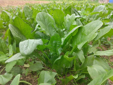 ホウレンソウ　400グラム