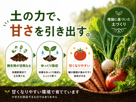 【6月限定3セット　500円引き　60サイズ】神奈川県産　茎ブロッコリー（スティックセニョール）