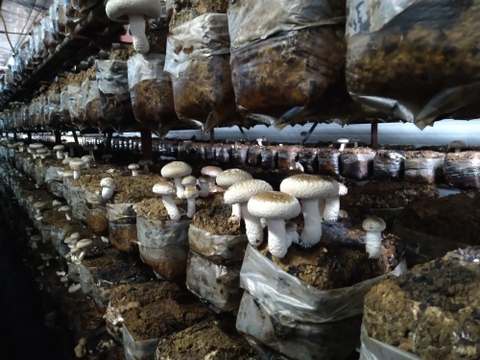 【冬ギフト】ちょっと贅沢に♪大きくて肉厚！あがまる生しいたけ（菌床）1キロ