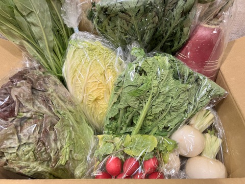 【アワード受賞福袋】旬野菜おまかせＬセット(12品目) 期間限定！！