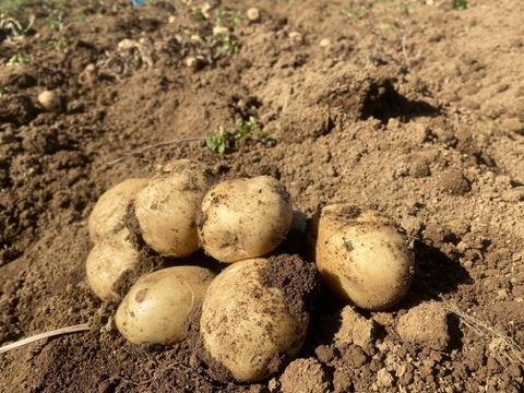 《数量限定》希少品種ながさき黄金２KG 五島列島産 自然農業での栽培