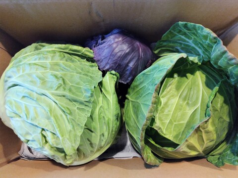 【食べチョクアワード2025入賞】
２玉🌊海風🌊春キャベツ🌊