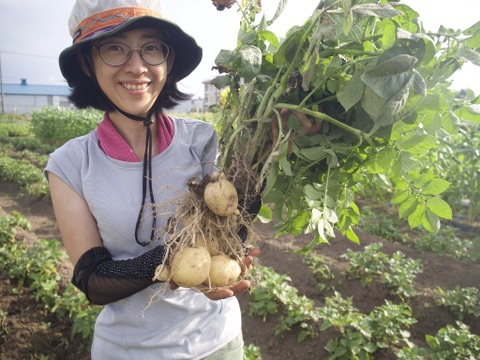 【新じゃが】栗のように黄色で甘味が強い!ホクホク食感のキタアカリ(1.6kg)