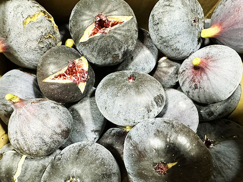 【ドウロウのみ】熟して甘い！岡山県産イチジク（約1.5kg、4パック）