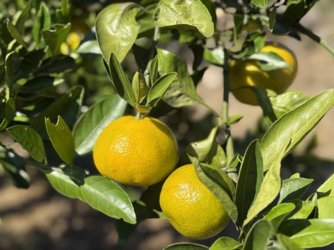 化学農薬不使用！！島育ちの極早生みかん『ゆら』5kg