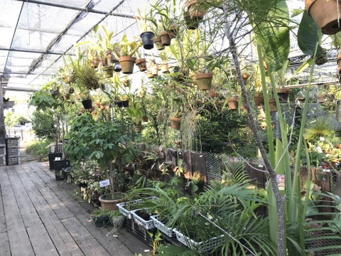 〜優しい空間を〜　苔玉ガジュマル