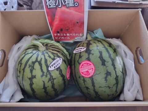 【極み小種】小玉スイカ🍉ピノガール2玉セット