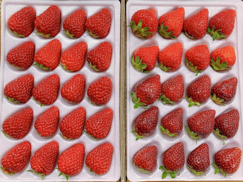 ★冷涼な軽井沢は7月までがいちごの旬★【軽井沢高原いちご・化学農薬を限界まで抑えたこだわりの当園独自農法】☆数量限定・お買い得商品★ご自宅・プロ用☆（無選別６００ｇ）