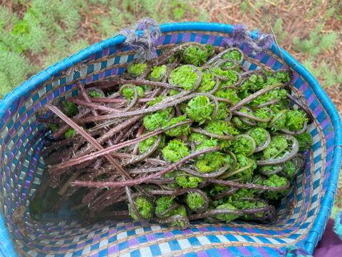 多彩なお料理に使える便利な山菜！赤こごみ(イッポンワラビ)３００ｇ