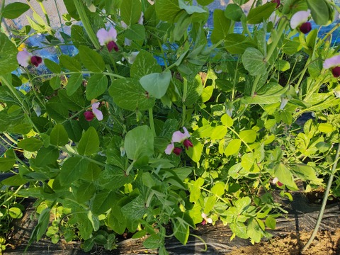 ✨今だけの春の味！高菜の花芽約300g＆絹さやエンドウ約80gセット｜旬のほろ苦さと甘み｜農薬・化成肥料不使用✨