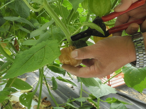 《普段飲み・ご家庭用に》「飲む宝石」有機ほおずき100％ジュース720ml×2本セット