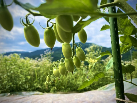 田舎のミニトマト　約1キロ
農薬化学肥料不使用！
岐阜県加茂郡白川黒川
むらざと自然農園
太陽をいっぱい浴びて育ったミニトマト