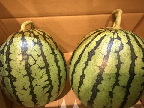 まるまる一個！ひとりじめ小玉スイカ 2個セット【ご家庭用】