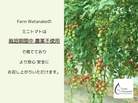 ミニトマトジュース(北海道仁木町産ミニトマト100%)１L ×６本～無塩、無糖、保存料無添加 栽培期間中農薬不使用