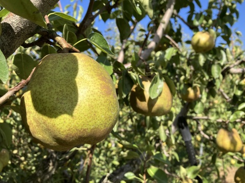 ラフランス3kg(８～１０個)