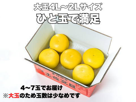 土佐文旦 超訳あり｜見た目NGでも中身同じ 今が食べ頃 60日仕上げ 3kg お試し