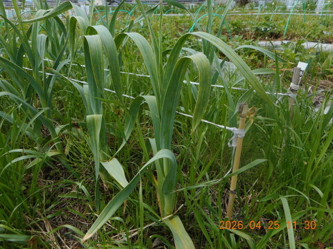 スナップエンドウ：自然農栽培で育てた奈良の野菜