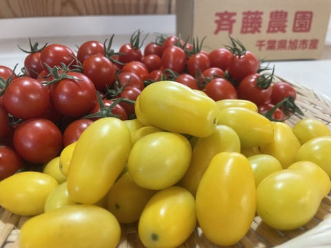 【食べ比べ 】2色のトマトで色鮮やかな食卓を　完熟ミニトマト&ティポのセット1.5kg【千葉県旭市産】