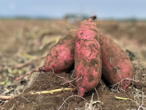 濃厚で上品な甘さ！ほしいも『べにはるか』平干し1kg(250g×4)