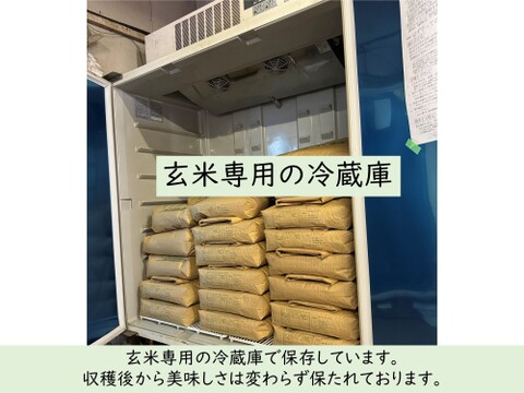 10kg　玄米食に最適「はるみ」自然栽培米　農薬不使用　玄米 玄米食に最適「品種：はるみ」自然栽培米 10kg：神奈川県産のお