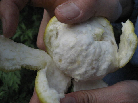 【母の日ギフト】【メッセージカード付き】朝採りニューサマーオレンジ２kg贈り物箱　農薬・肥料・除草剤不使用