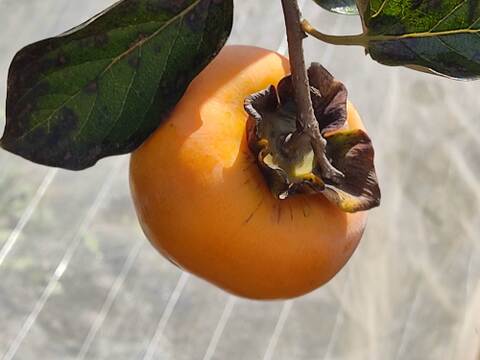 ✨【甘柿（富有柿）】1.5kg（12～17玉）　農薬肥料不使用の自然栽培✨