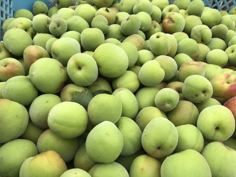 冷凍　南高梅　約2kg　サイズ混合　静岡県産　外観不良あり