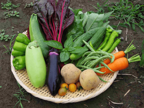 【限定30セット】旬をまるかじり！群馬 夏野菜のとれたて便（食べチョク公式）