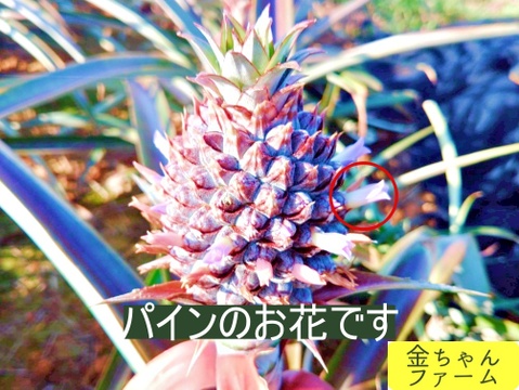 【とろける優しさ】乳白のパイン『ホワイトココ』2玉(約2.0kg)