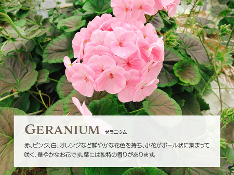 暖色系詰め合わせ】エディブルフラワー・化学肥料/化学農薬不使用の安