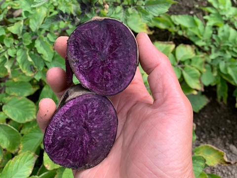 【紫の貴婦人「ノーブルシャドー」】２kg(土付き)  兵庫県香美町産