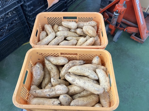 さつまいも　しろほろり　2キロ