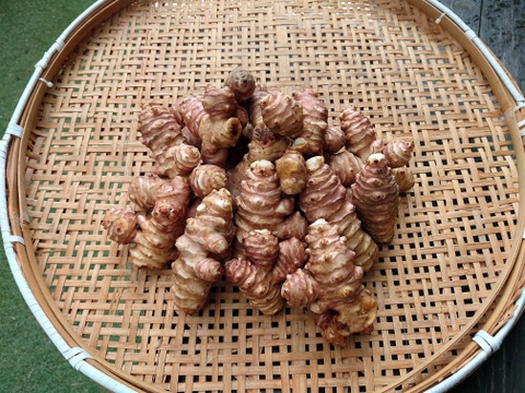 菊芋1.7kg