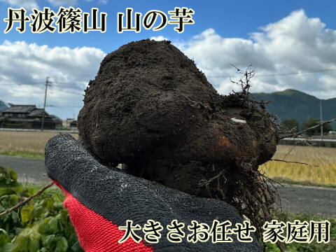 丹波篠山 山の芋 大きさお任せ 家庭用 1㎏ きりいも  大和芋 つくね芋 山芋 栄養満点 とろろ芋