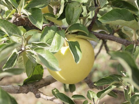 【果汁100％】農薬を削減して栽培した特別なりんご＆ぶどうジュース詰め合わせ