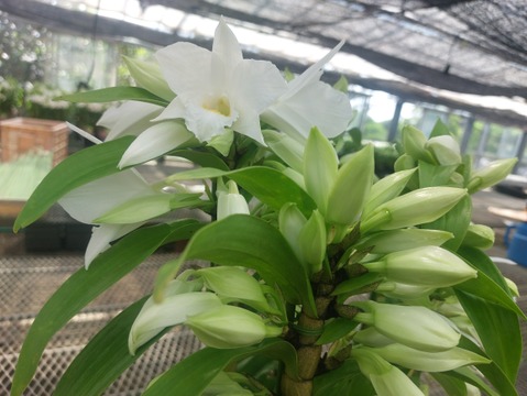 【母の月ギフト】ボリュームのある豪華な蘭をどうぞ 夏の蘭“フォーミディブル”5本立