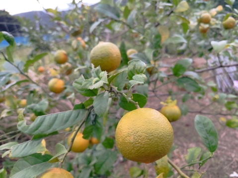 数量限定！希少品種の赤れもん(３kg)✿果皮や果肉が赤い珍しい国産レモンです🍋