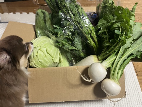 ≪畑をぐるっと収穫≫旬彩野菜バスケット＊80サイズ　7〜8品