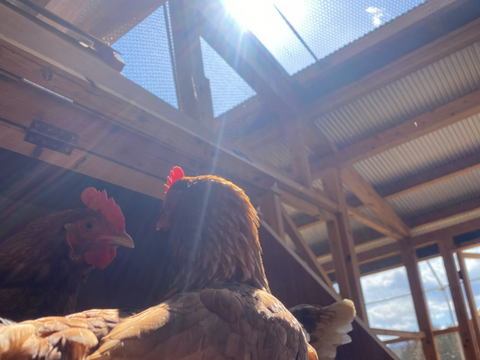 【平飼い 有精卵】自然養鶏「子持生命卵 kinari」10個入パック×２